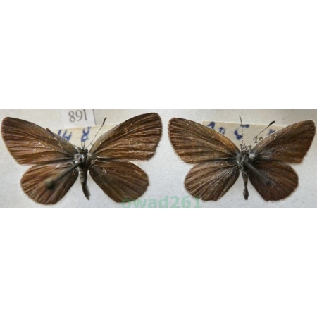 Cupido minimus (Fuessly, 1775) pair Modraszek malczyk Czech89l